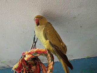 Ringnecks birds Ringneck for sale - Advert 1