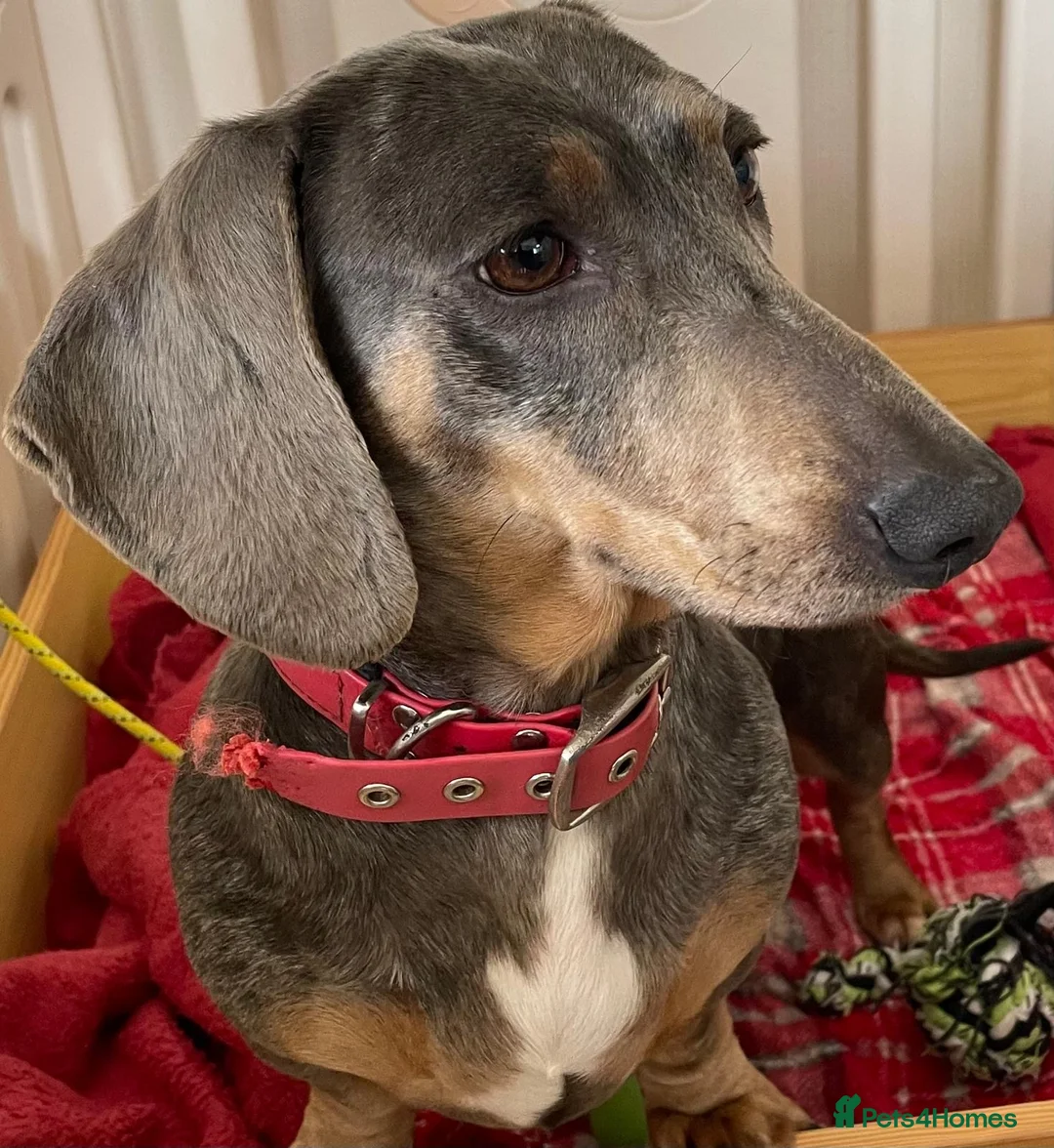 Dachshund dogs for sale: Cookie 3 years old  - Advert 1