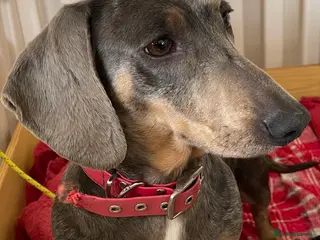 Dachshund dogs Cookie 3 years old - Advert 1