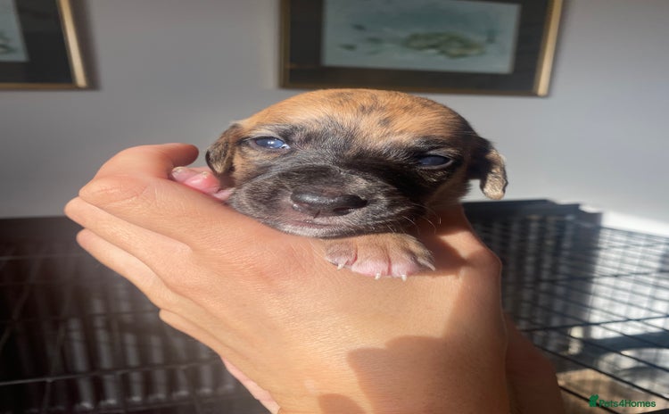 Mixed Breed dogs - Advert 1