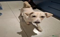 Mixed Breed dogs for adoption: George - north Walsham Norfolk  - Advert 2