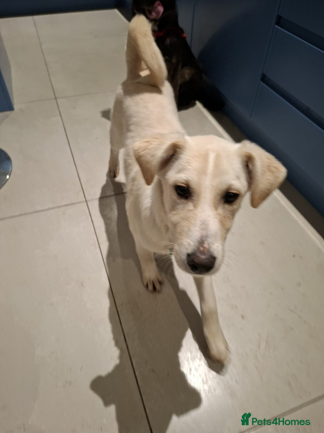 Mixed Breed dogs for adoption: George - north Walsham Norfolk  - Advert 2