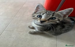 Bengal cats for sale: Bengal cross - Image 1