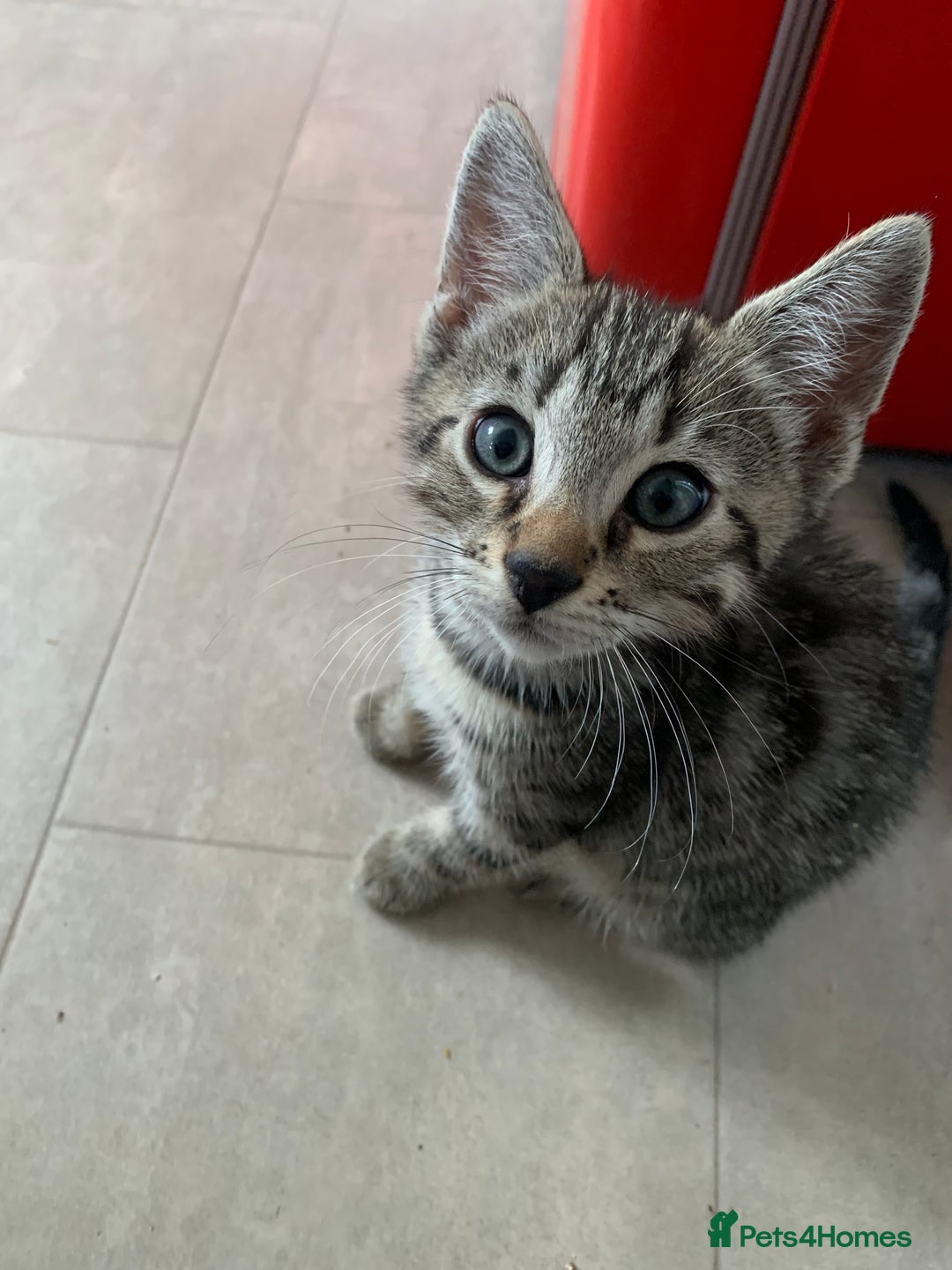 Bengal cats for sale: Bengal cross - Image 1