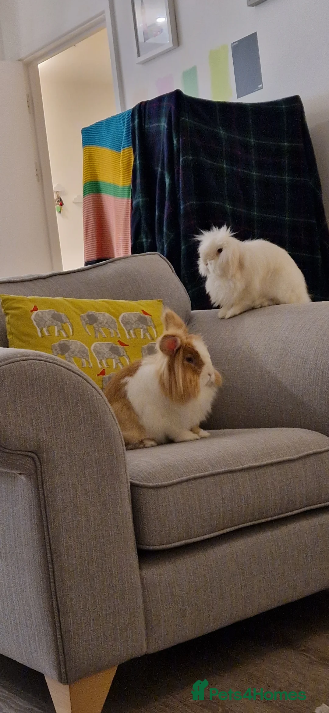 Mixed Breed rabbits for sale: 2 bonded indoor Rabbits looking for a new home - Advert 2