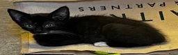 Mixed Breed cats for sale: 3 gorgeous little kittens, robust and full of fun in Devizes - Advert 4