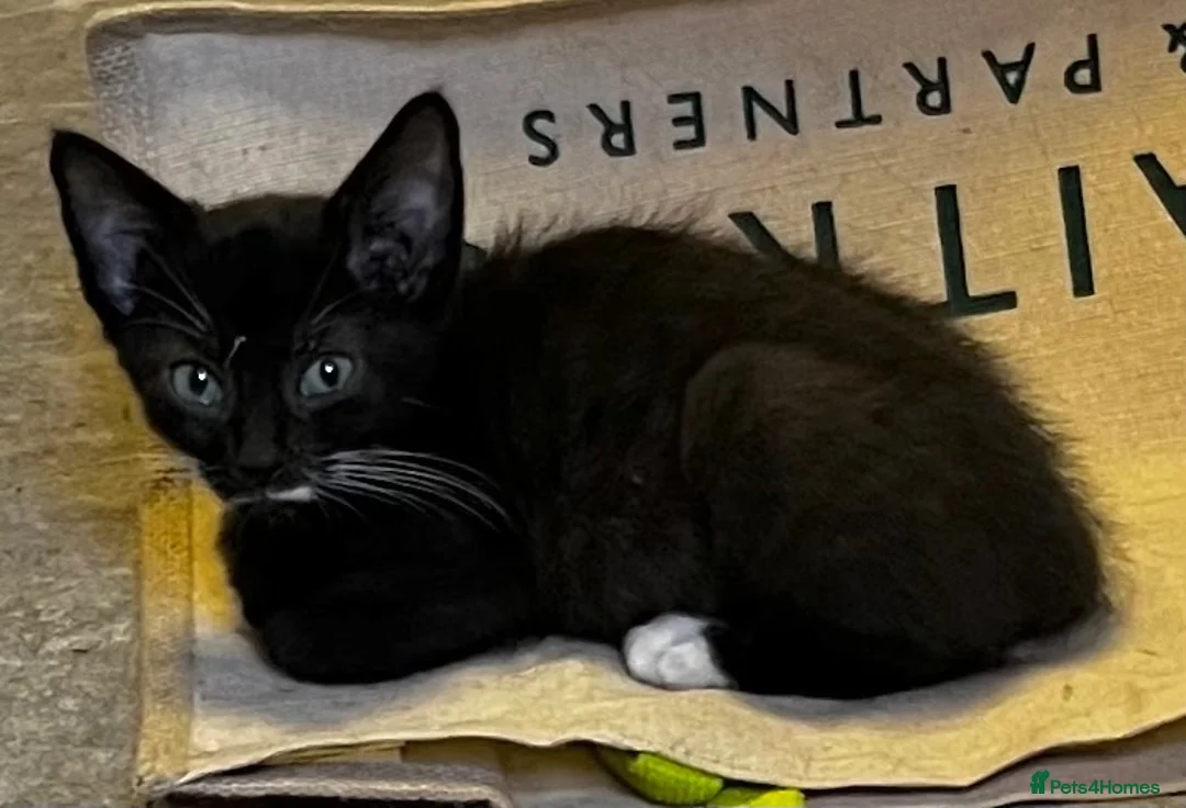 Mixed Breed cats for sale: 3 gorgeous little kittens, robust and full of fun in Devizes - Advert 4