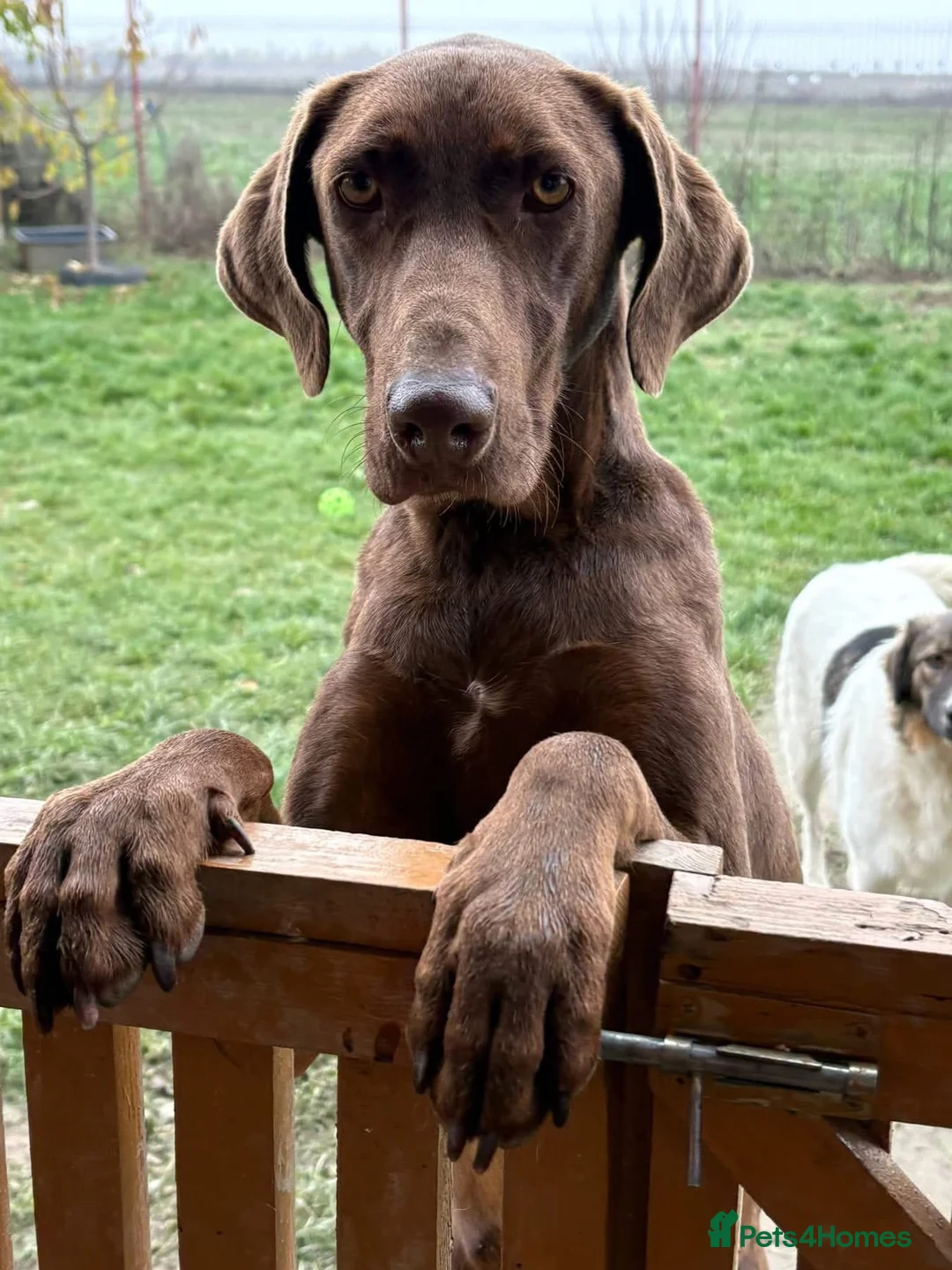 Pointer dogs for adoption: Natalie - Norwich Norfolk  - Advert 1
