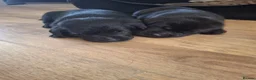 Labrador Retriever dogs for sale: Black labrador puppys in Worksop - Advert 3
