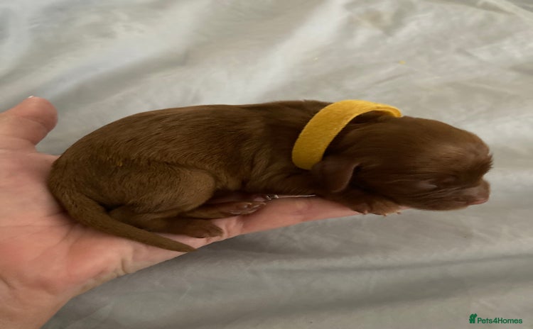 Mixed Breed dogs - Advert 1