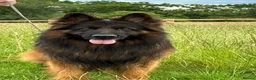 German Shepherd dogs for sale: KC Registered German Shepherd Puppy in Hitchin - Advert 3