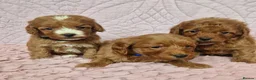 Cockapoo dogs for sale: Beautiful health clear Cockapoo's in Staines - Advert 17