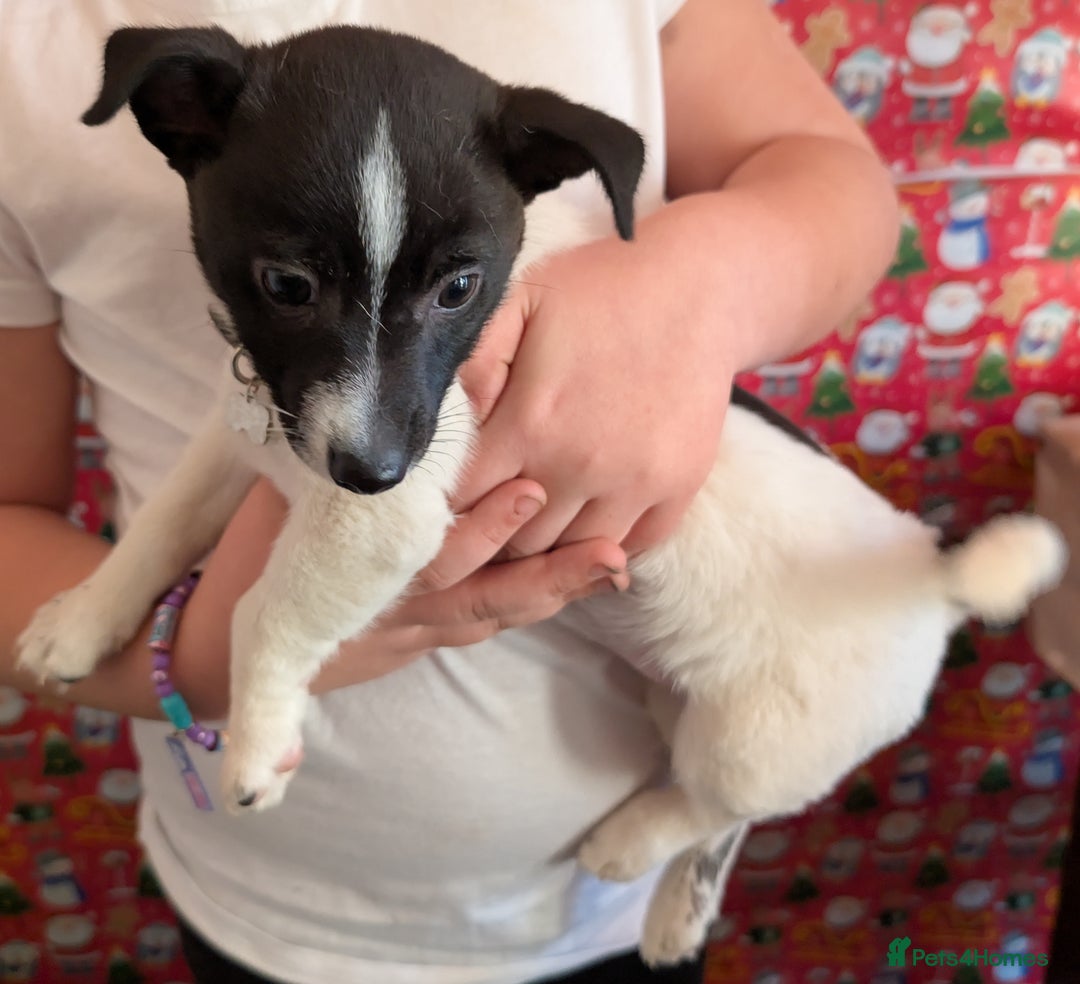 Mixed Breed dogs for sale: Jack Russel cross bitch 9 weeks old - Advert 3