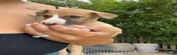 Whippet dogs for sale: Outstanding Male Whippets - Advert 10