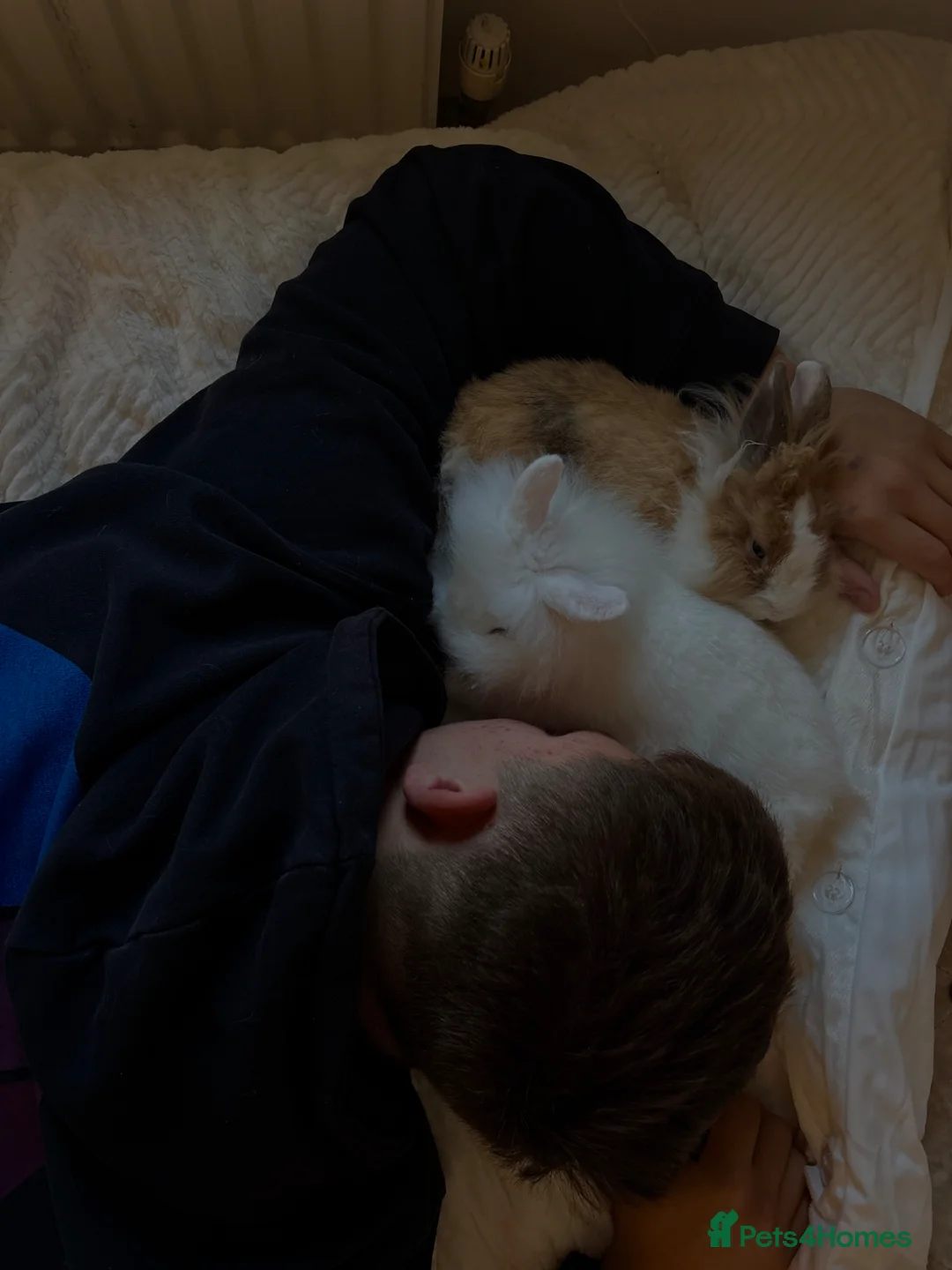 Lionhead rabbits for sale: two friendly lionhead rabbits  - Advert 1