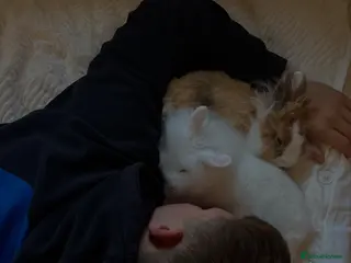 Lionhead rabbits two friendly lionhead rabbits - Advert 3