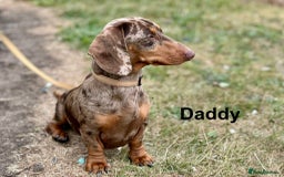 Dachshund dogs for sale: Dachshund miniature  - Image 8
