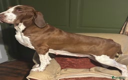 Bracco Italiano dogs for sale: Exciting litter Due September  - Image 20