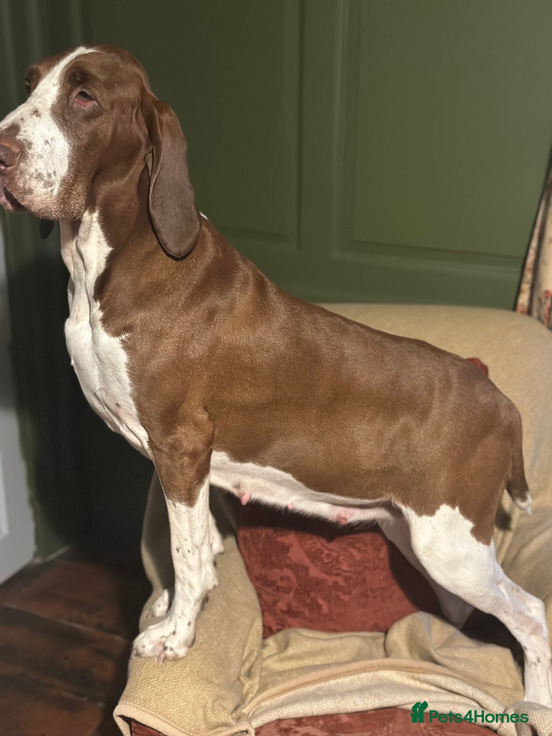Bracco Italiano dogs for sale: Exciting litter Due September  - Image 20