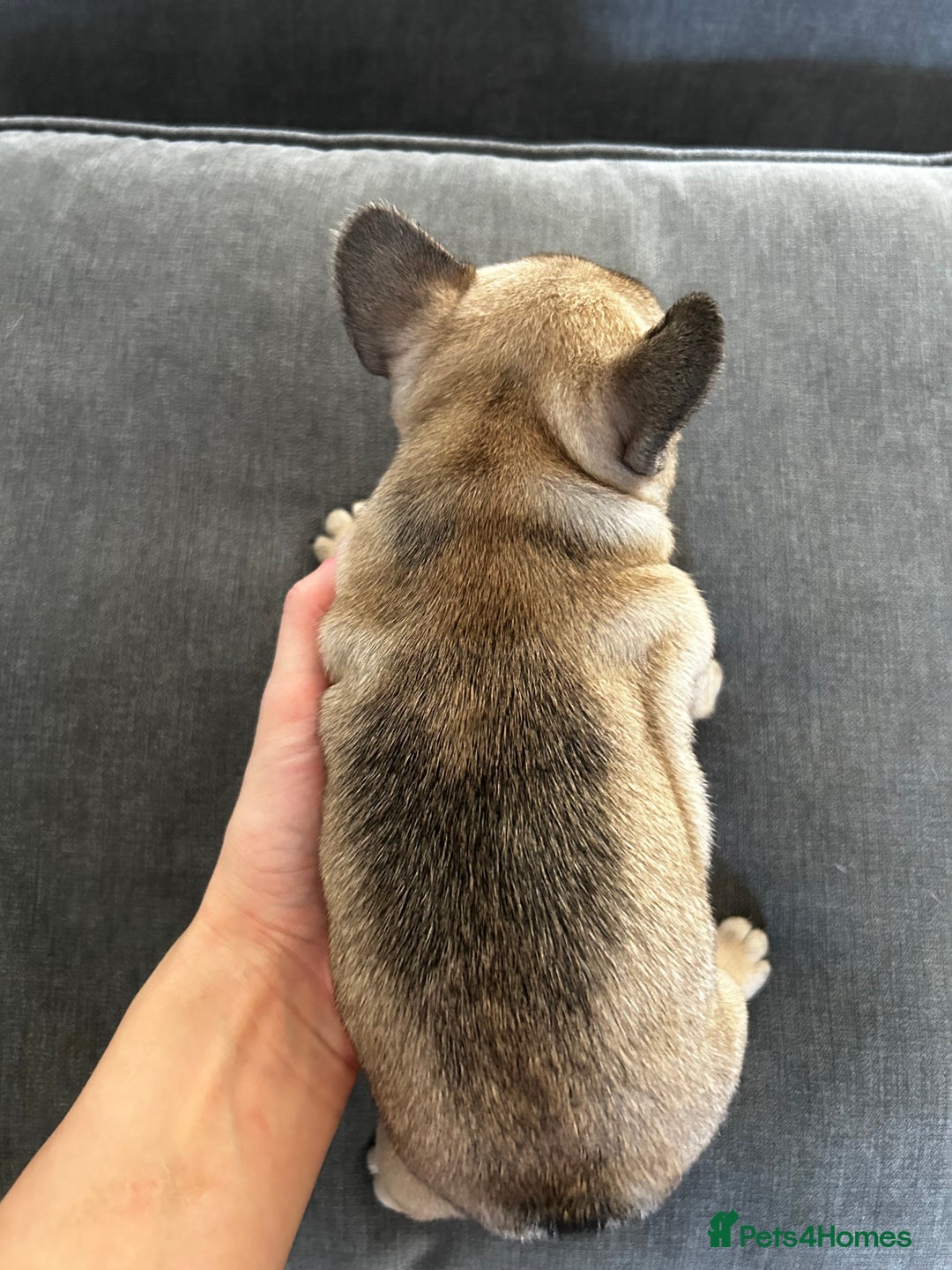 French Bulldog dogs for sale: FrenchAngels 👼🏼🐾 - Image 29