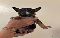 English Bull Terrier dogs for sale: Champion line bull terriers  - Image 15