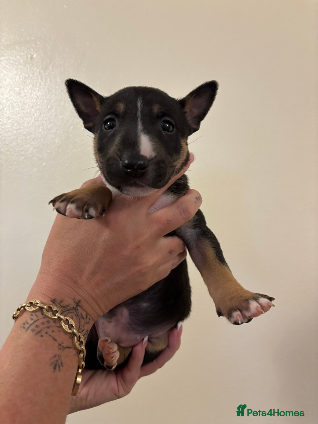 English Bull Terrier dogs for sale: Champion line bull terriers  - Image 15