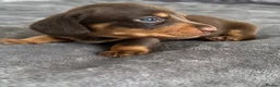Miniature Dachshund dogs for sale: Miniature Dachshunds kc reg  - Advert 9