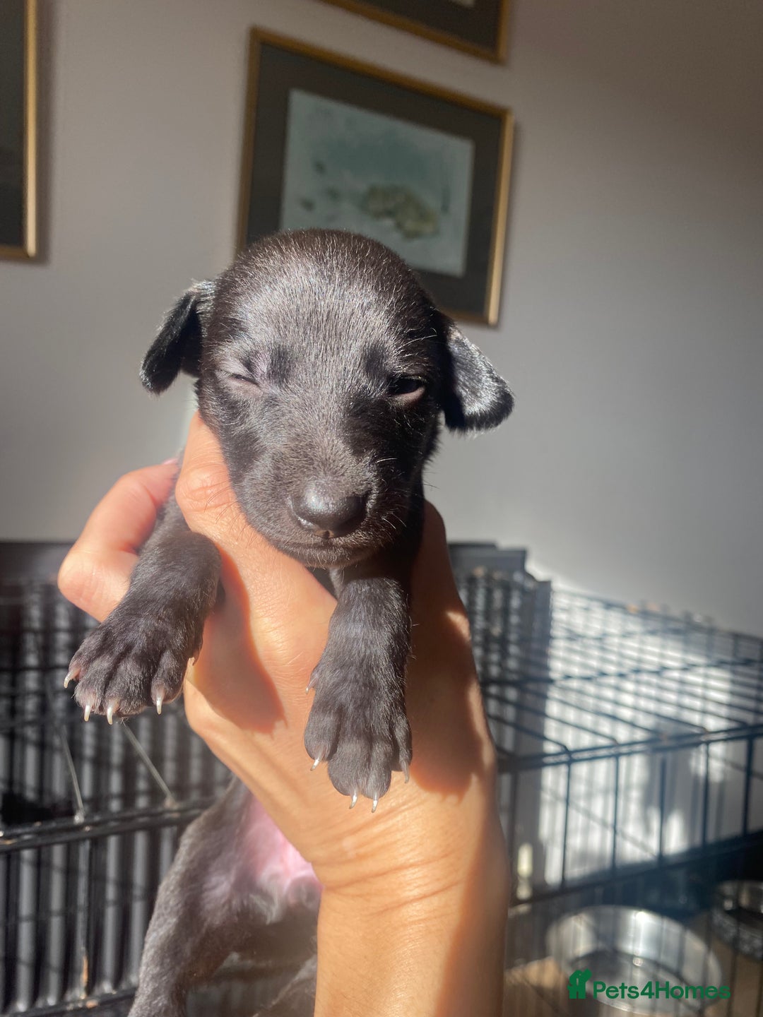 Mixed Breed dogs for sale: Bedlington Whippet cross puppies - Image 3
