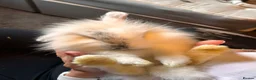 Mini Lion Lop rabbits for sale: Beautiful friendly lionlop babies - Advert 3