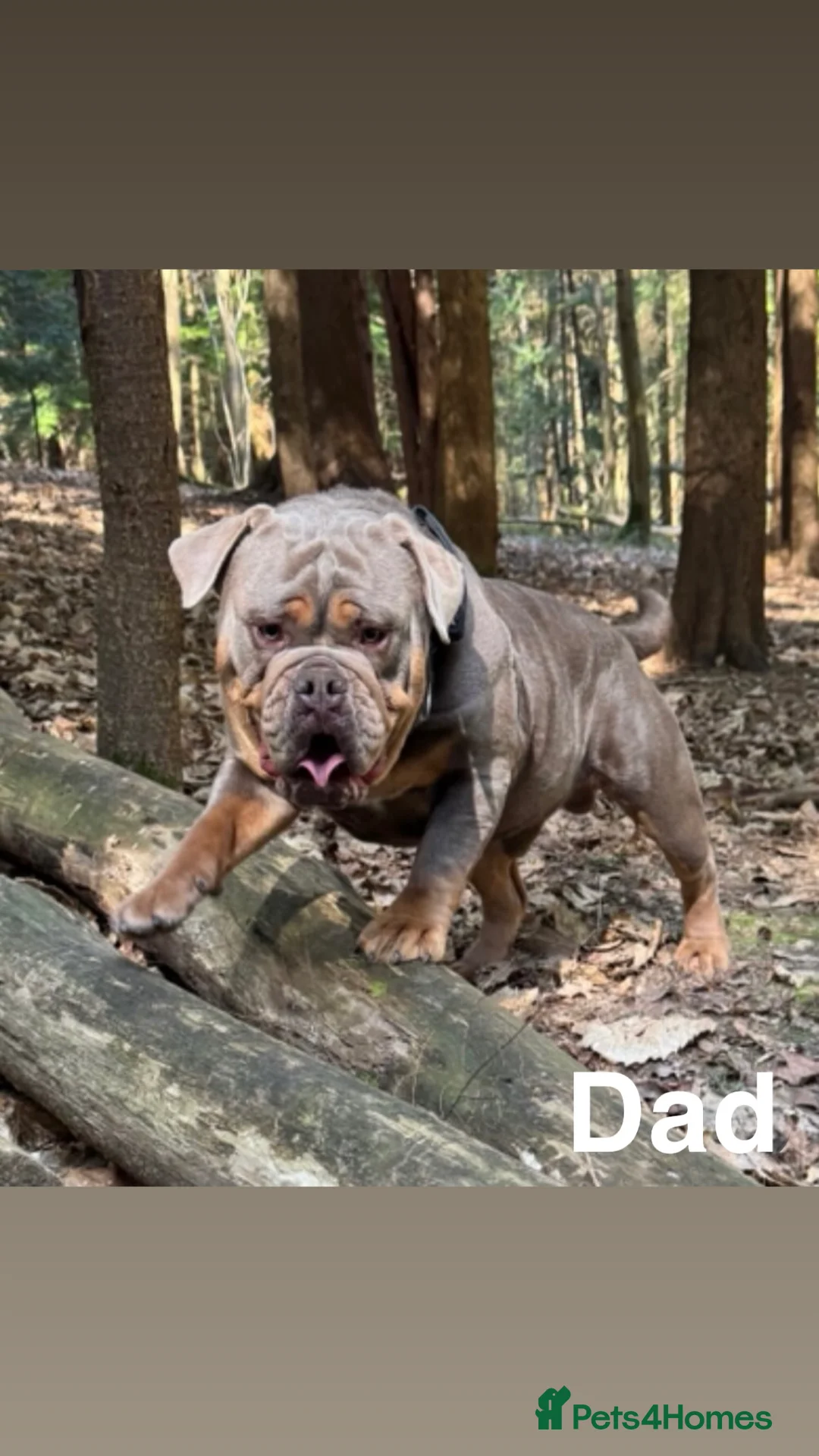 Olde English Bulldogge dogs for sale: Beautiful Olde English bulldog  - Advert 11