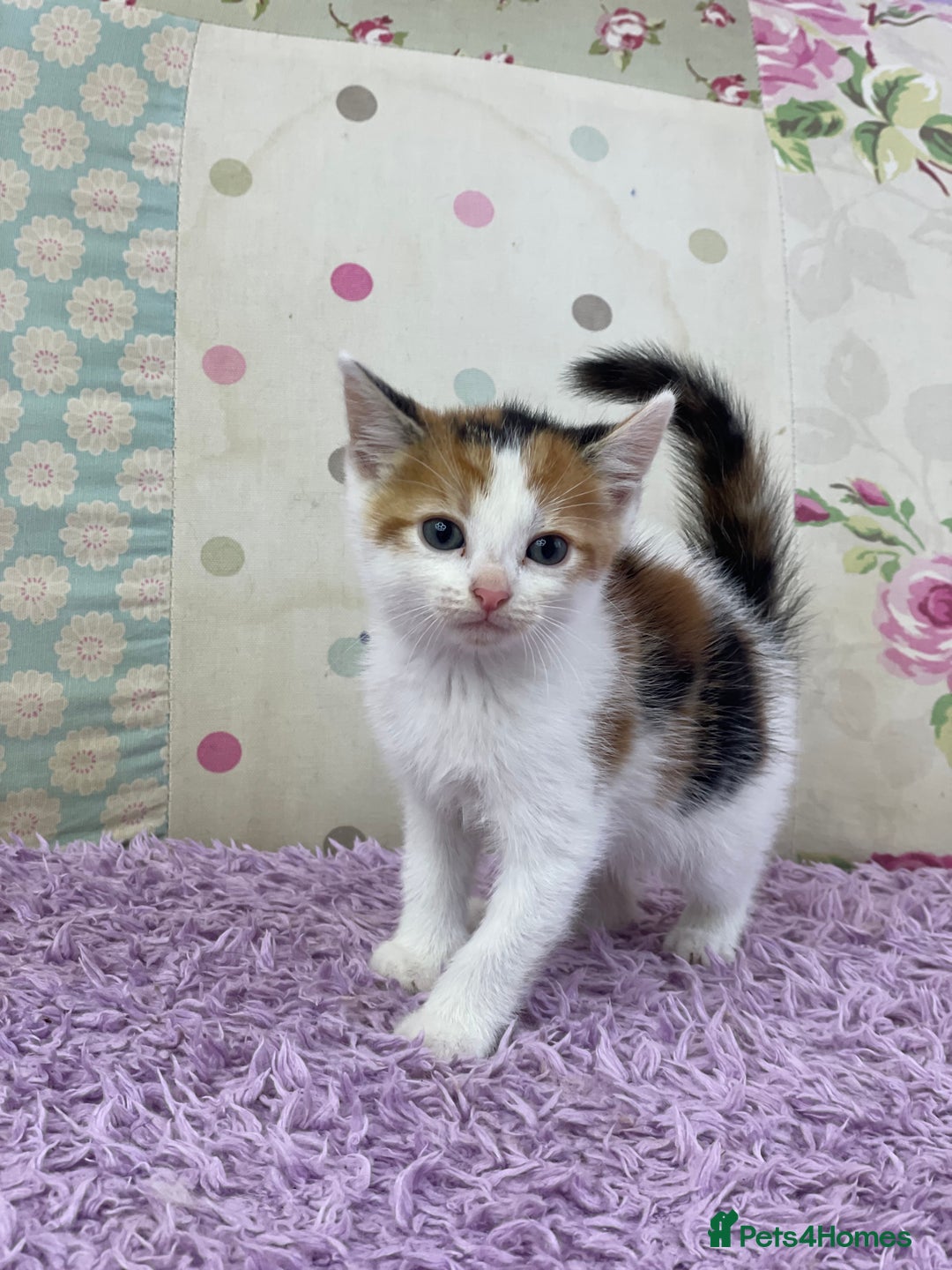 Mixed Breed cats for sale: Beautiful kittens looking for their forever homes - Advert 2
