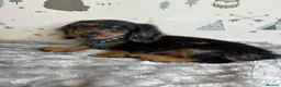 Miniature Dachshund dogs for sale: Long Haired Miniature Dachshund puppies,  - Advert 14