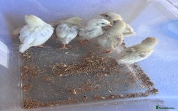 Chickens poultry for sale: 2-3 week chicks  - Image 2