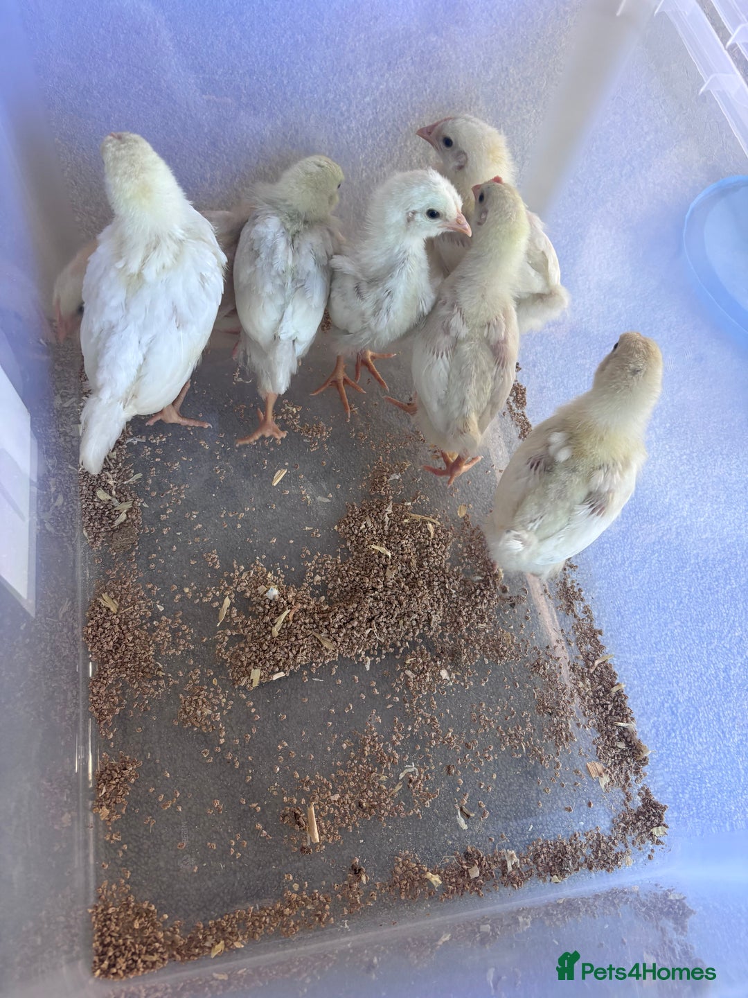 Chickens poultry for sale: 2-3 week chicks  - Image 2