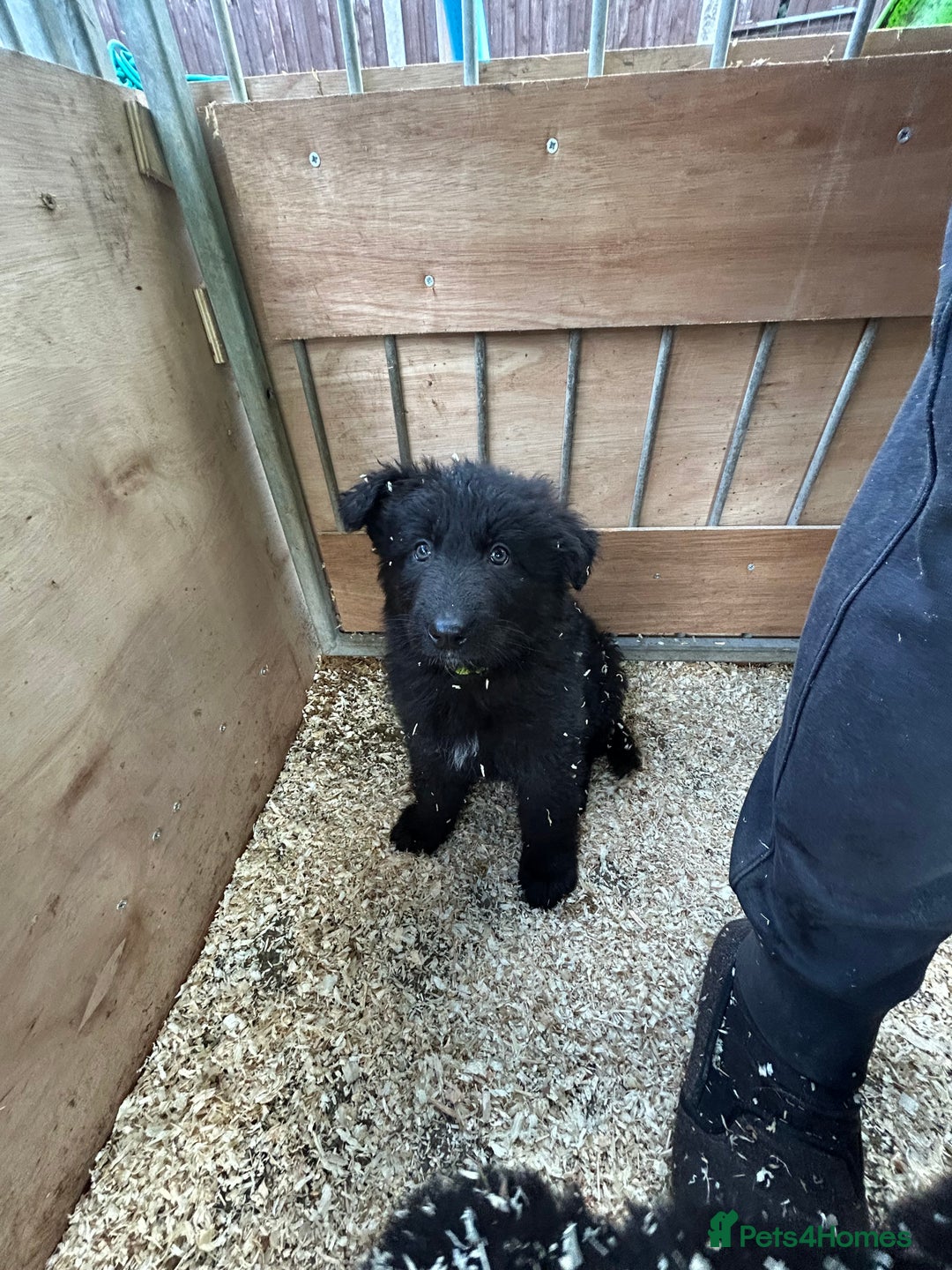 German Shepherd dogs for sale: German shepherd puppies  - Advert 38