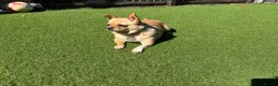 Chihuahua dogs for sale: Female Chihuahua ready now - Advert 3