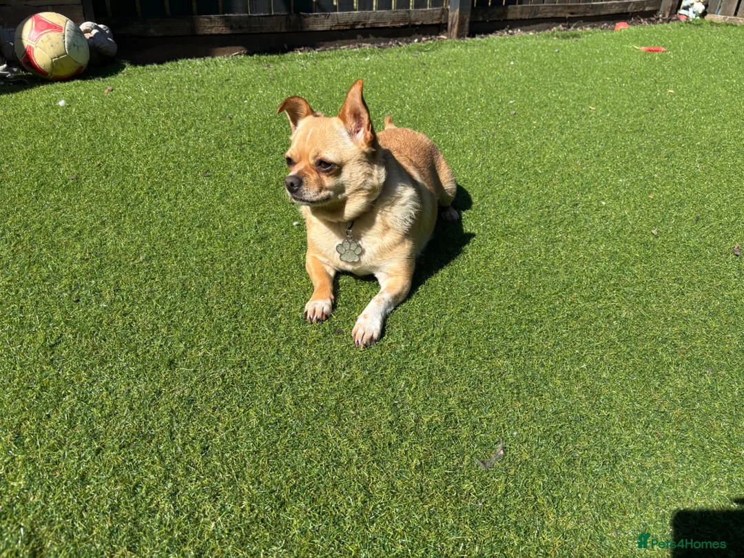 Chihuahua dogs for sale: Female Chihuahua ready now - Advert 3