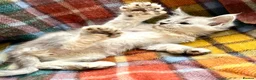 Maine Coon cats for sale: Silver Ticked Polydactyl Maine Coon Male - Advert 10