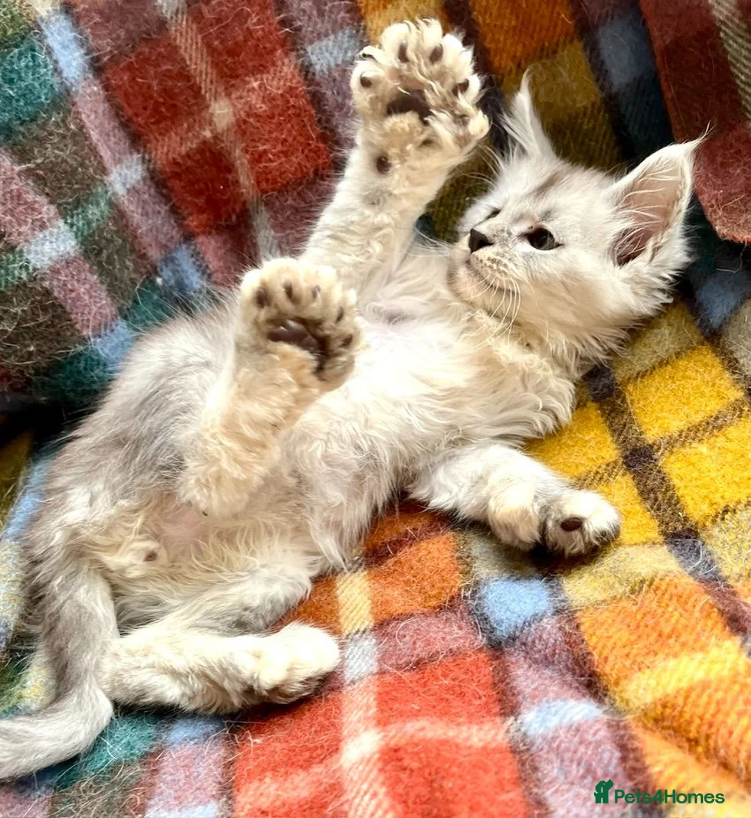 Maine Coon cats for sale: Silver Ticked Polydactyl Maine Coon Male - Advert 10