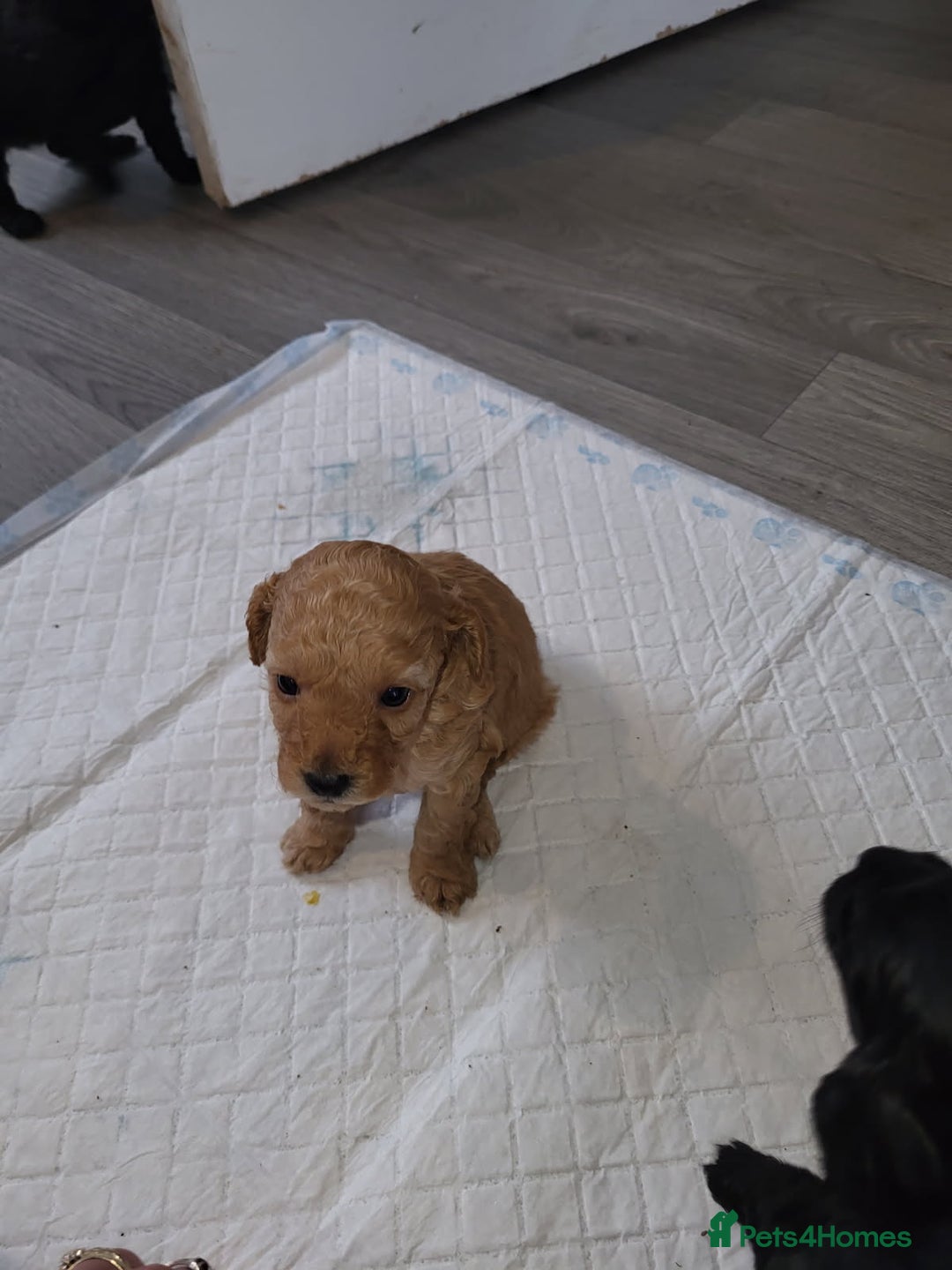 Cockapoo dogs for sale: 1 LEFT Toy f1b cokapoos🐶🐶 - Advert 39