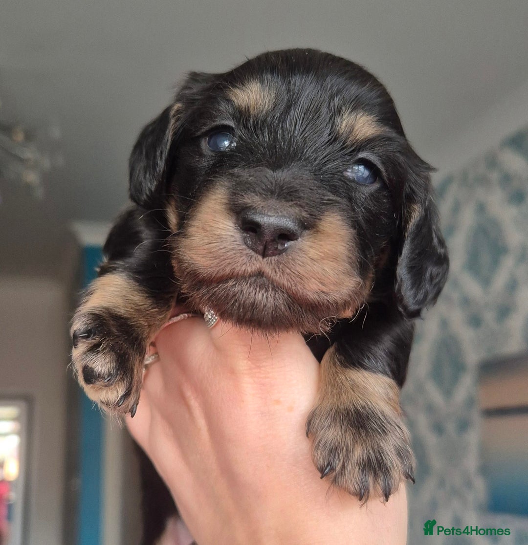 Miniature Dachshund dogs for sale: Long Haired Miniature Dachshund Pups - Advert 3