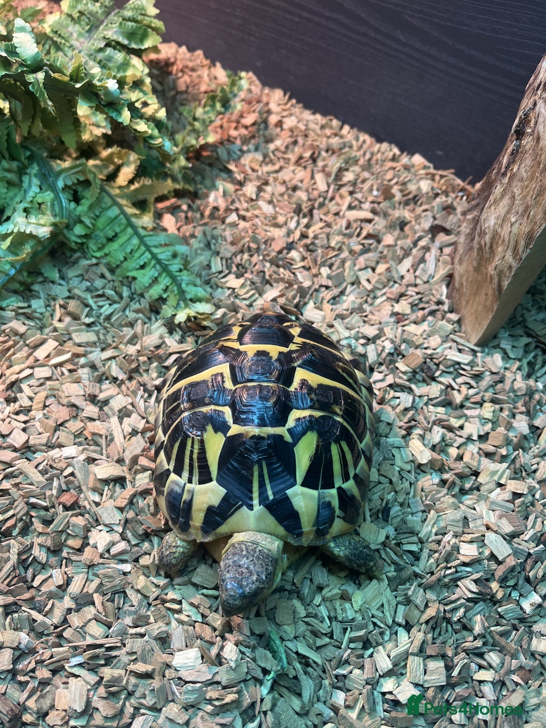 Hermann Tortoise reptiles for sale: Hermann's Tortoise - Image 2