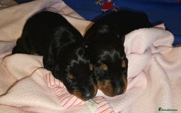 Dobermann dogs for sale: Doberman Pups - Image 2