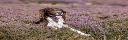 English Springer Spaniel dogs for stud: Working Springer Spaniel for Stud in Bedale - Advert 12