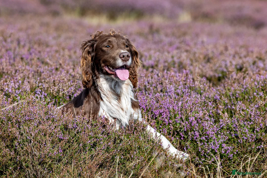 English Springer Spaniel dogs for stud: Working Springer Spaniel for Stud in Bedale - Advert 12