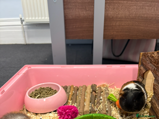 Guinea Pig rodents Pair of bonded female guinea pigs - Advert 13