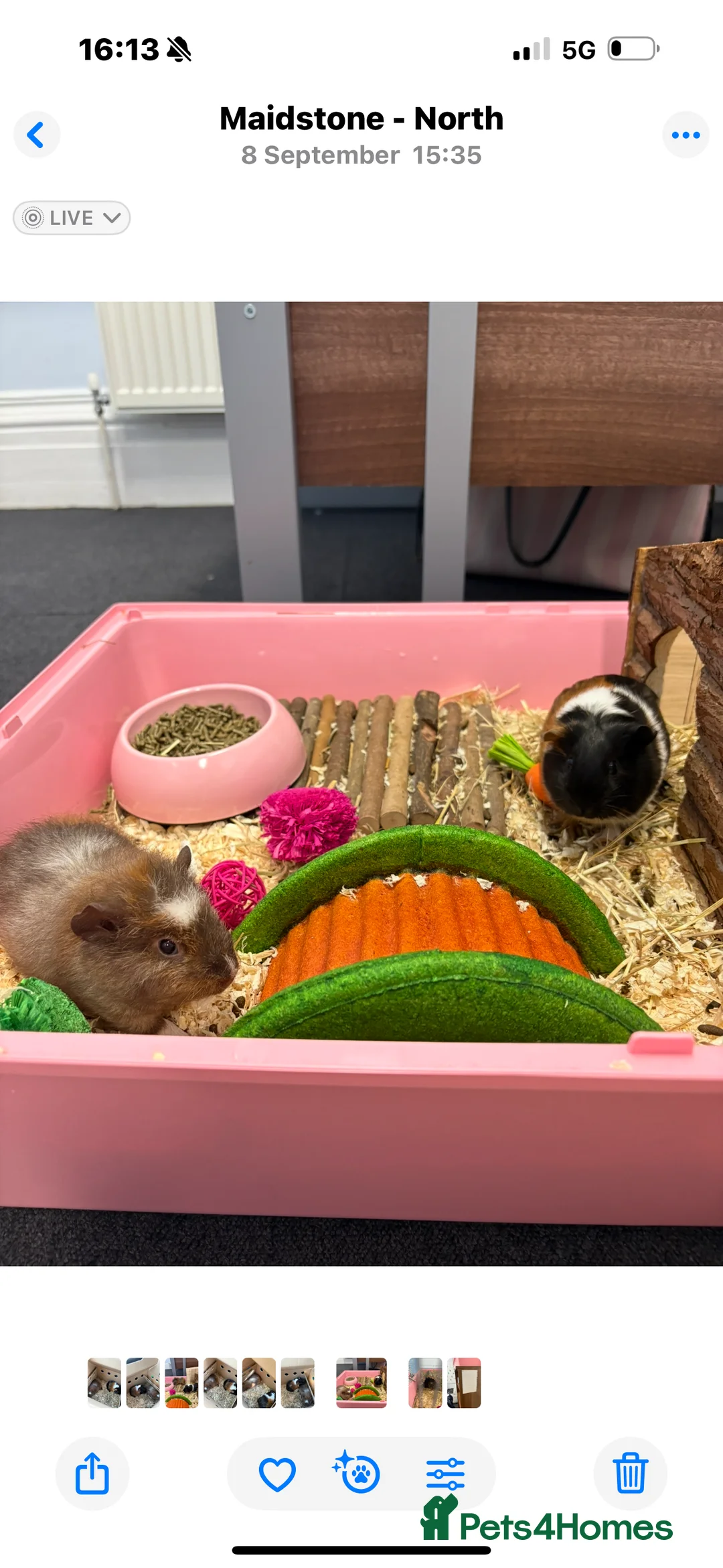 Guinea Pig rodents for sale: Pair of bonded female guinea pigs  - Advert 1