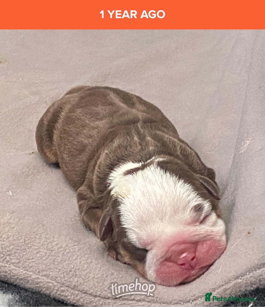 English Bulldog dogs for sale: 1 yr old British Bulldog girl  - Image 5