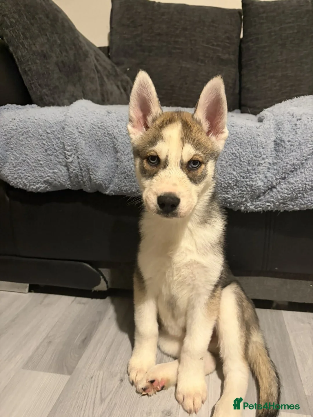 Siberian Husky dogs for sale: Husky - Advert 9