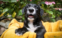 Mixed Breed dogs for sale: 3 x Border collie cross retriever pups - Image 12